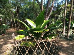 -中国科学院西双版纳热带植物园