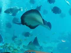 -海棠湾洲际-涛·海底餐厅·美人鱼·自助餐·海底隧道