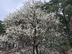 -无锡梅园公园