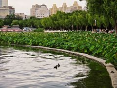 -莲花池公园