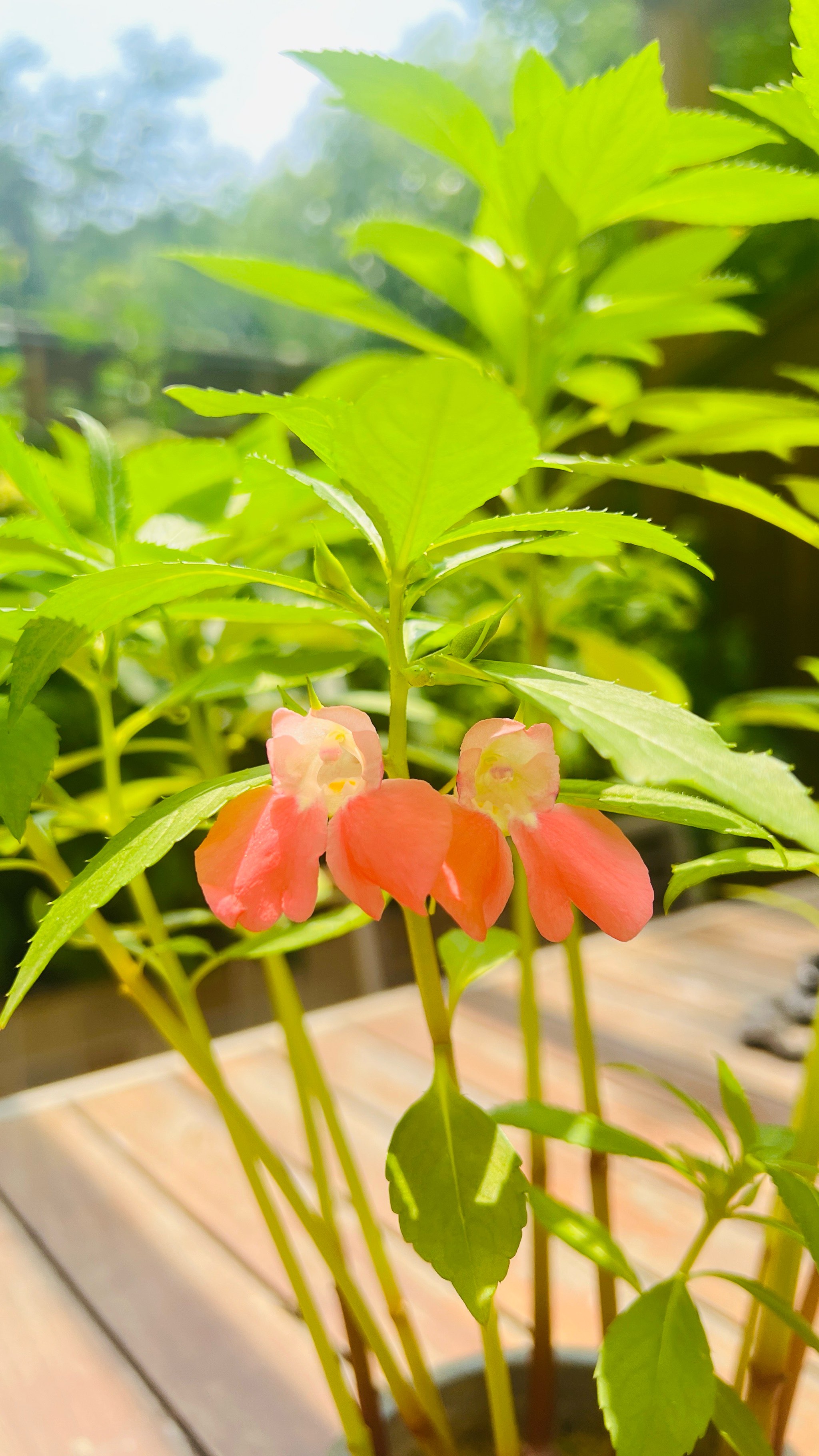 凤仙花的样子图片