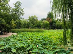-莲湖公园