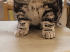 -猫咪派对(江南西店)