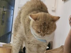 -Heymao猫咖.咖啡厅(东门店)