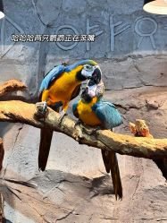 -Zoolung Zoolung动物主题公园(海信广场店)