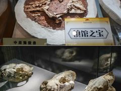 -河南自然博物馆