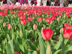 -洛阳郁金香牡丹园