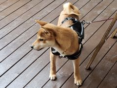 -有猫主题·治愈系猫咖(曾厝垵店)