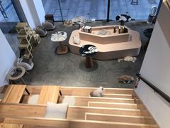 -瞄一喵猫咖(格力海岸店)