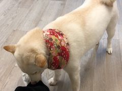 -柴迷FANS CLUB·柴犬狗咖·猫咖