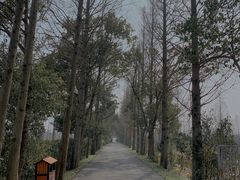 -上海长兴岛郊野公园