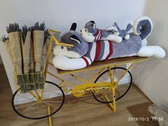 -Husky Go! 哈士奇体验馆·宠物咖啡厅狗咖