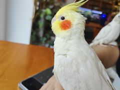 -吉丁鸟咖·异宠·寄养
