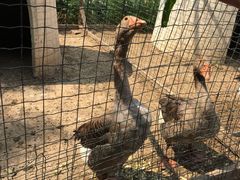 -意大利农场度假村