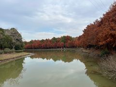 -上海海湾国家森林公园