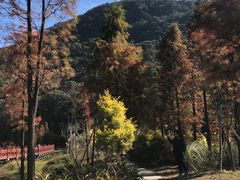 -广州市石门国家森林公园