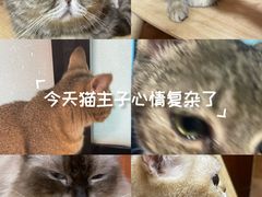 -楼上猫咖(罗湖店)