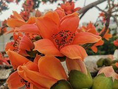 -黄埔荔枝公园
