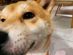 -柴务处·柴犬主题狗咖
