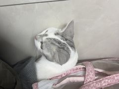 -半岛宠物医院24小时(白果林店)