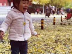 -三里屯东五街银杏大道