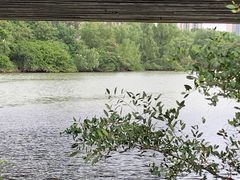 -大亚湾红树林城市湿地公园