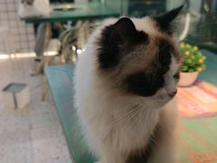 -喵喵咪呀布偶猫咖(春熙路店)
