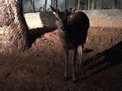 -清迈夜间动物园