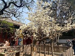 -大觉寺-停车场