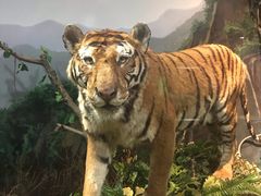 -陕西自然博物馆