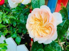 -Rabbit Cafe私房西餐甜点咖啡(栖霞路店)