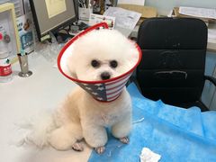 -瑞派·关忠动物医院(国瑞店)