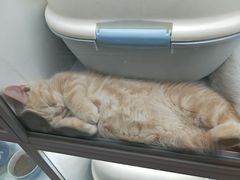 -喵的天空名猫咖啡馆·撸猫·猫舍·用品