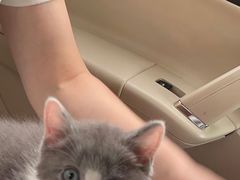-喵zoo家庭繁育猫舍(尖东智能花园店)