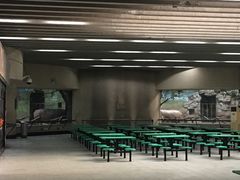 对望的河马-北京动物园