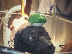 -PETKIT 小佩宠物·低压洗护·美容·寄养(安远店)