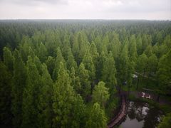 -黄海国家森林公园