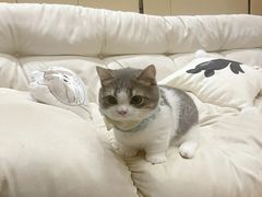 -lincat·猫舍(广州店)