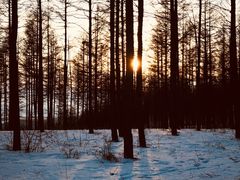 -乌兰布统景区-白桦林