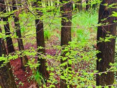 -溱湖国家湿地公园