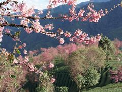 -无量山自然风景保护区