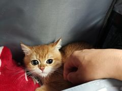 -达爱动物医院·犬猫分区·CT·复杂眼科(远洋山水分院)