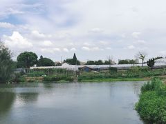 -马陆小张葡萄园农家乐