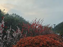 -桃花岭景区