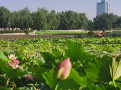 -莲花池公园