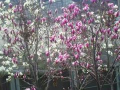 -西部兰花园生态园