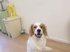 -悦宠凯宝动物医院·牙科·皮肤科(朝阳北路店)