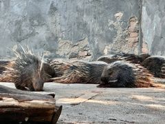 -昆明动物园