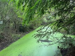 -溱湖国家湿地公园