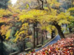 -莫干山风景区